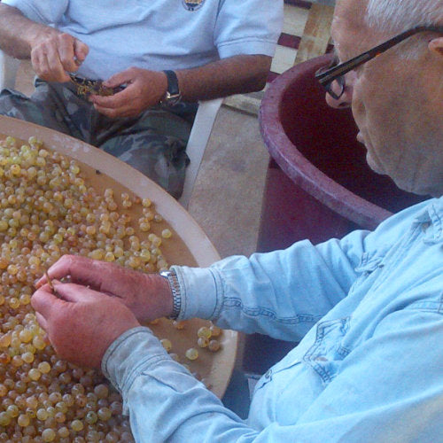 Sant'Agnese. Vermentino 'l'etrange'
