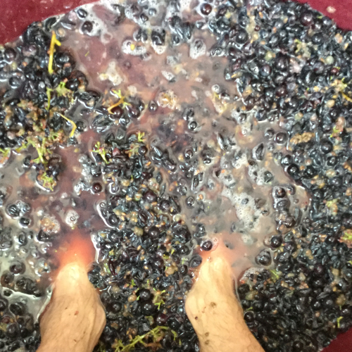 Lapo Berti soft punch down of parttial whole bunch Nebbiolo