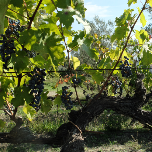 Terre a Mano. Carmignano