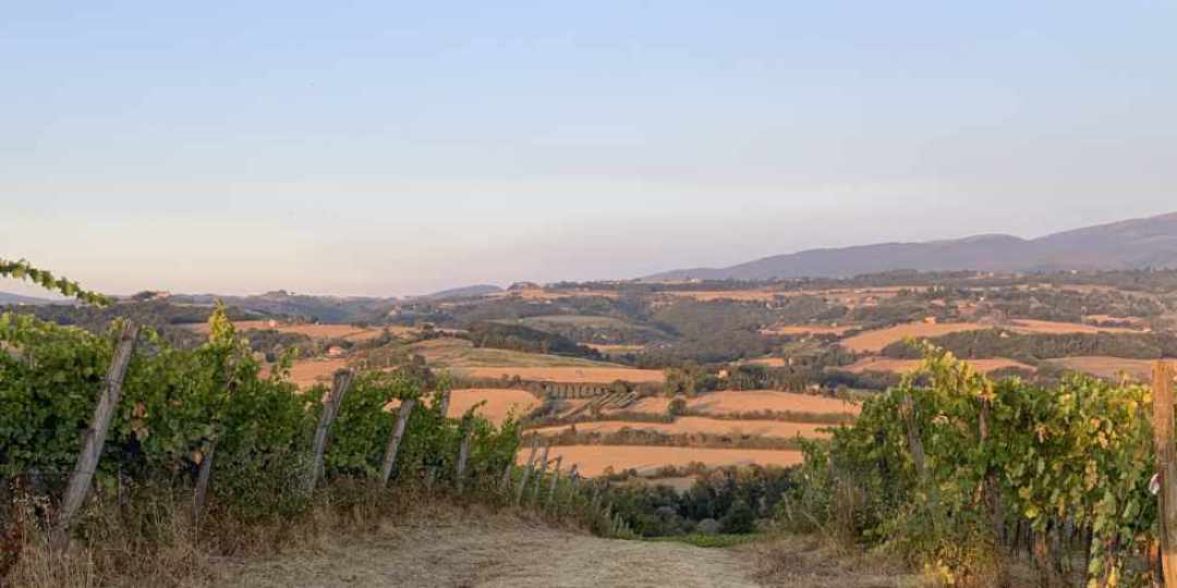 View through the vineyards at Roccafiore wine estate near Todi in Umbria